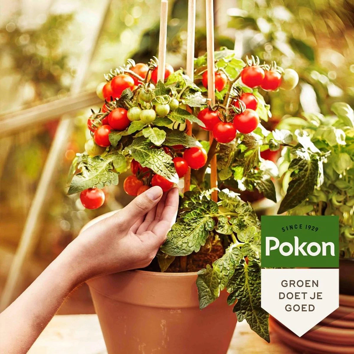 Pokon Bio Moestuin Mest - 1kg - Meststof (biologisch) - 120 Dagen Moestuinvoeding - Afbeelding 4