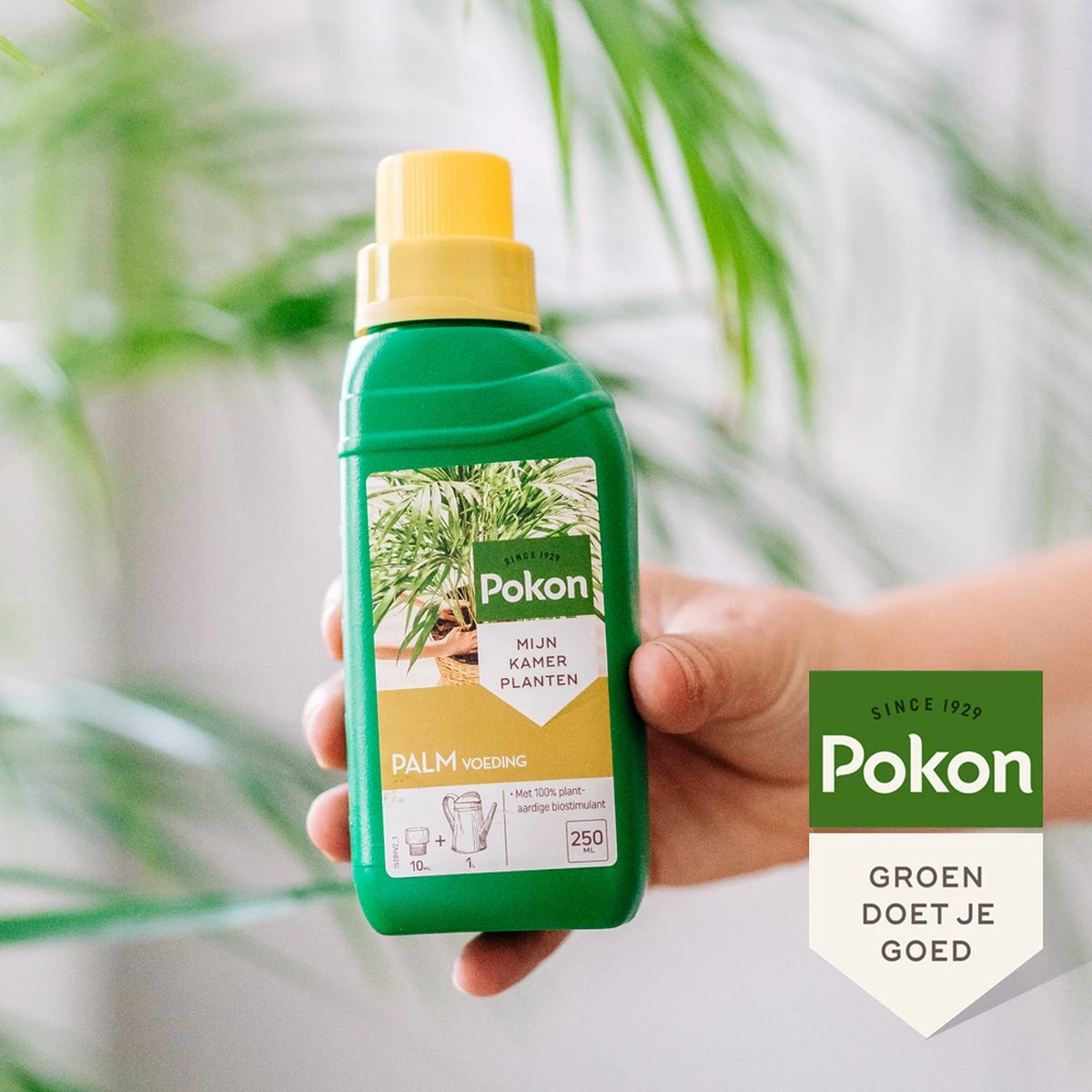 Pokon Palm Voeding - 250ml - Plantenvoeding - 10ml Per 1L Water - Afbeelding 6