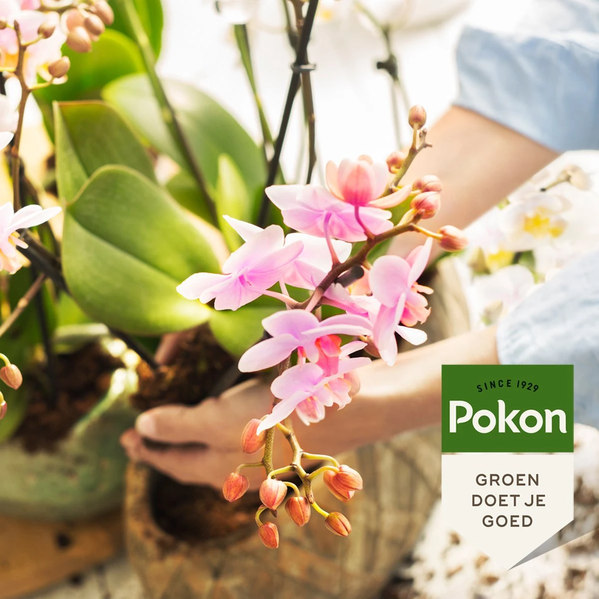 Pokon Orchidee Voeding - 500ml - Plantenvoeding - 10ml Per 1L Water - Afbeelding 5