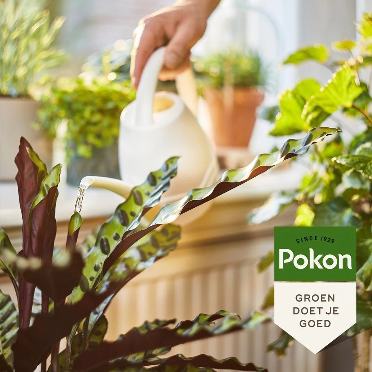 Pokon Bio Kamerplanten Voeding - 1l - Plantenvoeding (bio) - 7ml Per 1L Water - Afbeelding 5