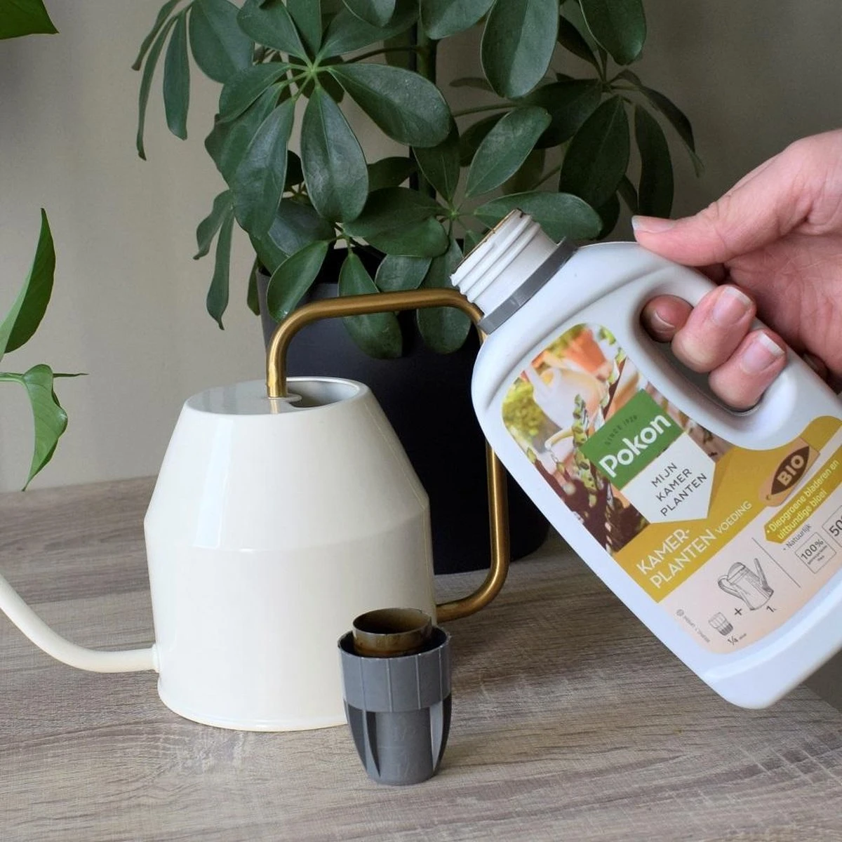 Pokon Bio Kamerplanten Voeding - 1l - Plantenvoeding (bio) - 7ml Per 1L Water - Afbeelding 6