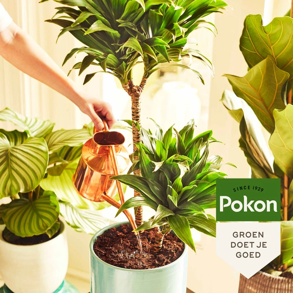 Pokon Kamerplant Potgrond 10 L - Afbeelding 3
