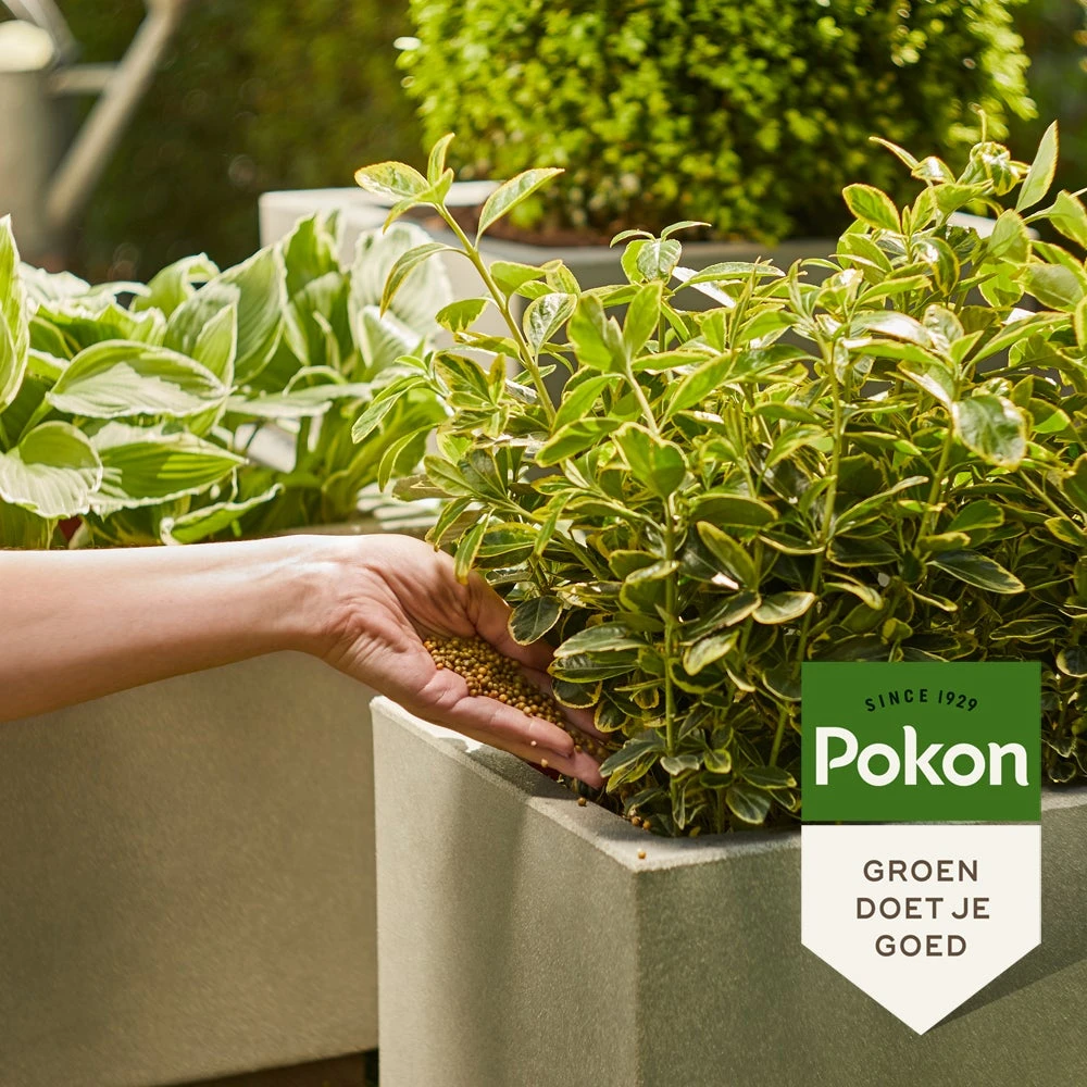 Pokon Strooibus Groene Plantenvoeding 800 G - Afbeelding 3